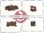 Scientific lot no. 80 Staphylinidae (50 pcs)