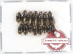 Gyrinidae Scientific lot no. 14 (15 pcs)