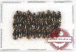 Gyrinidae Scientific lot no. 15 (31 pcs)