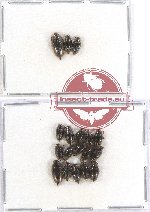 Gyrinidae Scientific lot no. 16 (18 pcs)