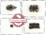 Gyrinidae Scientific lot no. 17 (21 pcs)