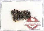 Gyrinidae Scientific lot no. 13 (20 pcs)