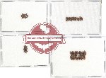 Scientific lot no. 68 Nitidulidae (22 pcs)