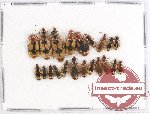 Scientific lot no. 273 Carabidae (21 pcs)