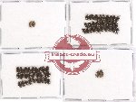 Elmidae sc. lot no. 14 (61 pcs)