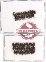 Elmidae sc. lot no. 13 (50 pcs)