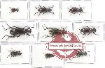 Scientific lot no. 194 Tenebrionidae (Strongylini) (9 pcs)