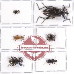 Scientific lot no. 195 Tenebrionidae (6 pcs)