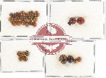 Scientific lot no. 64 Coccinelidae (31 pcs)