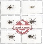 Scientific lot no. 328 Curculionidae (6 pcs - 2 pcs A2)