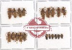 Scientific lot no. 13 Cantharidae (19 pcs - 4 pcs A2)