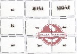 Anthicidae Scientific lot no. 26 (19 pcs)