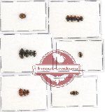 Scientific lot no. 40 Erotylidae (15 pcs)