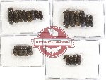 Bostrichidae Scientific lot no. 16 (23 pcs)