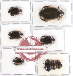 Dytiscidae Scientific lot no. 36 (8 pcs)