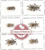 Anthribidae scientific lot no. 71 (6 pcs)