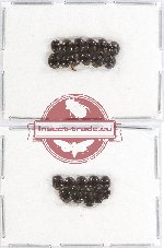 Histeridae Scientific lot no. 74 (22 pcs)