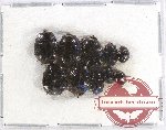 Histeridae Scientific lot no. 75 (10 pcs)