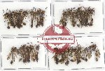 Scientific lot no. 209 Hymenoptera (37 pcs)