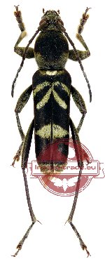 Chlorophorus sumatrensis