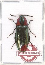 Campsosternus dohrni (A2)