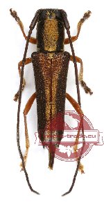 Glenea algebraica (A2)