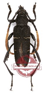 Asmedia mimetes ssp. sumatrana