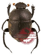 Gymnopleurus sp. 6