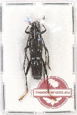 Glenea sp. 38