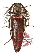 Pectocera sp. 1