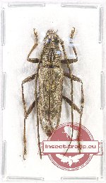 Dymasius cuneatulus Holzschuh, 2005