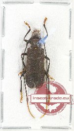 Neoxenicotela mausoni (A-)