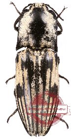 Elateridae sp. 2 (2 pcs)