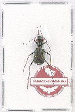 Cylindera sp. 2 (A-)