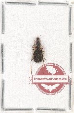 Carabidae sp. 42