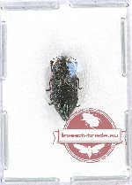 Buprestidae gen. sp. ?