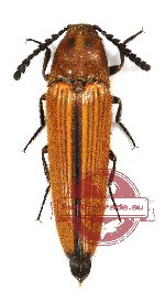 Elateridae sp. 5