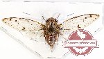 Cicadidae sp. 55