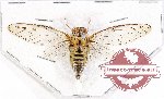 Cicadidae sp. 56