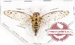 Cicadidae sp. 56 (A-)
