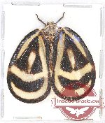 Flatidae sp. 6 (10 pcs)
