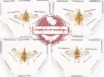 Scientific lot no. 24 Homoptera (4 pcs)