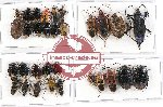 Scientific lot no. 411 Heteroptera (31 pcs A, A-, A2)