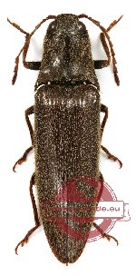 Elateridae sp. 6