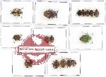 Scientific lot no. 386 Heteroptera (Pentatomidae) (17 pcs A-, A2)