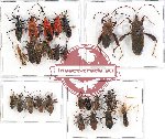 Scientific lot no. 390 Heteroptera (27 pcs A-, A2)