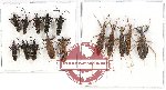 Scientific lot no. 395 Heteroptera (15 pcs - 5 pcs A2)