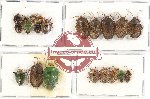 Scientific lot no. 413 Heteroptera (Pentatomidae) (21 pcs - 3 pcs A2)