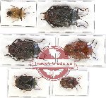 Scientific lot no. 387 Heteroptera (Pentatomidae) (6pcs A, A-, A2)