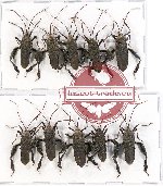 Scientific lot no. 355 Heteroptera (10 pcs)